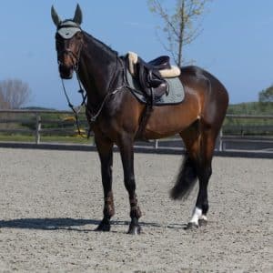 Kingsland, Spring Underlag, Lucca- Green Agave - Pony/small